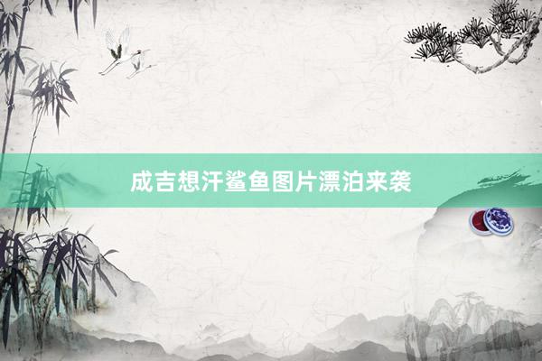 成吉想汗鲨鱼图片漂泊来袭